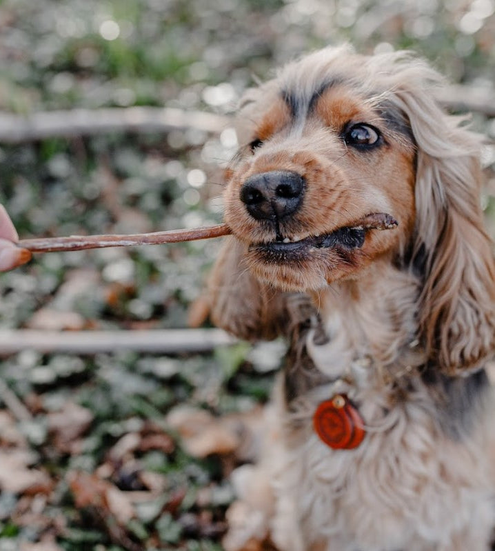 Anco Lamb Pizzle Dog Chew